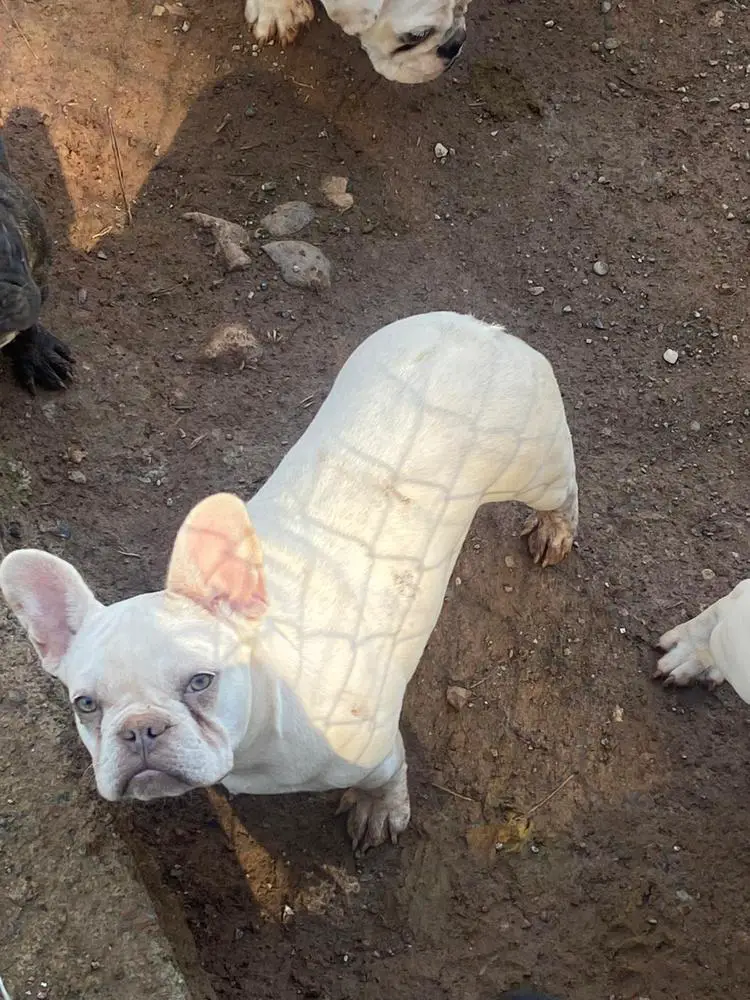 Alpin's Betsy Of D.S Frenchies