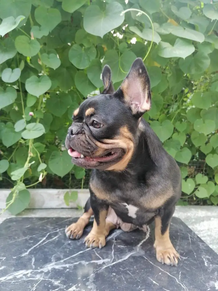 Fırtına's Bella