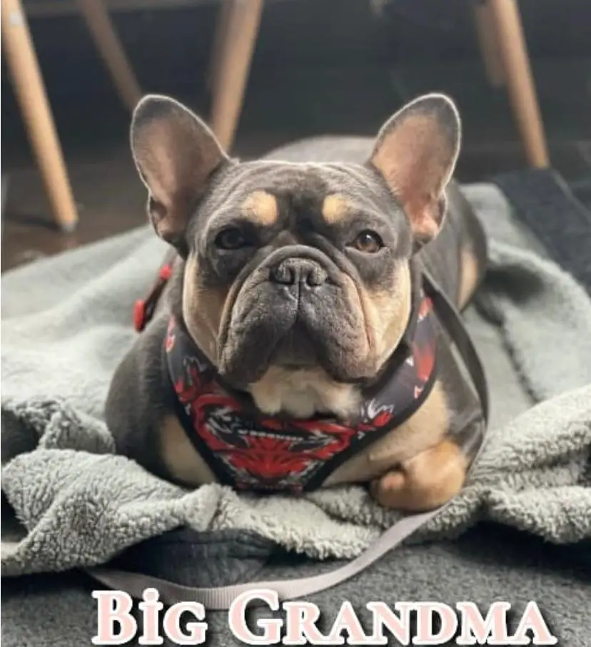 Ella of Anatolianbulls