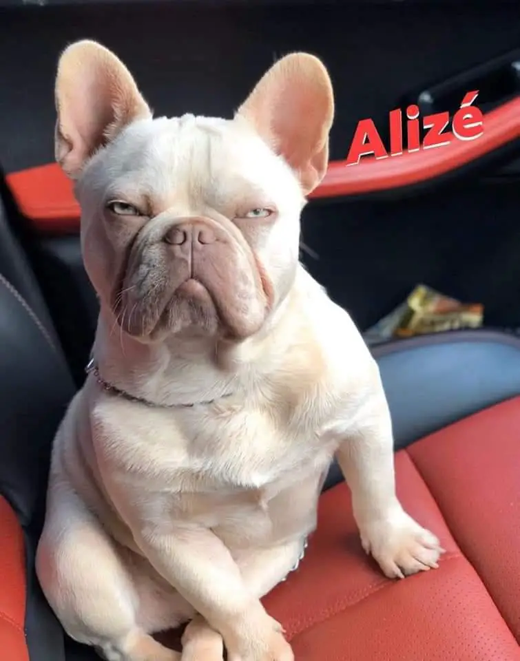 Adam Tajul's Alize