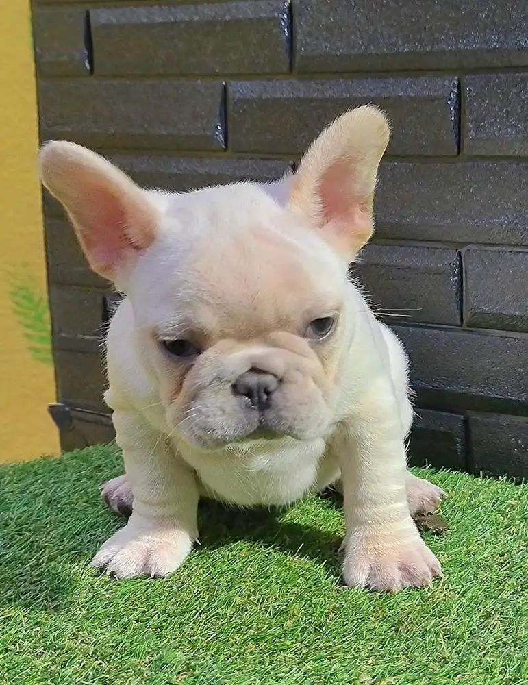 Alpin's Tekila Of D.S Frenchies