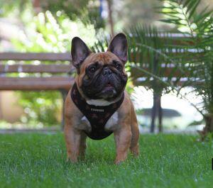 BETTINO THE JOY OF LIFE FROM FRENCH EXTRAVAGANZA