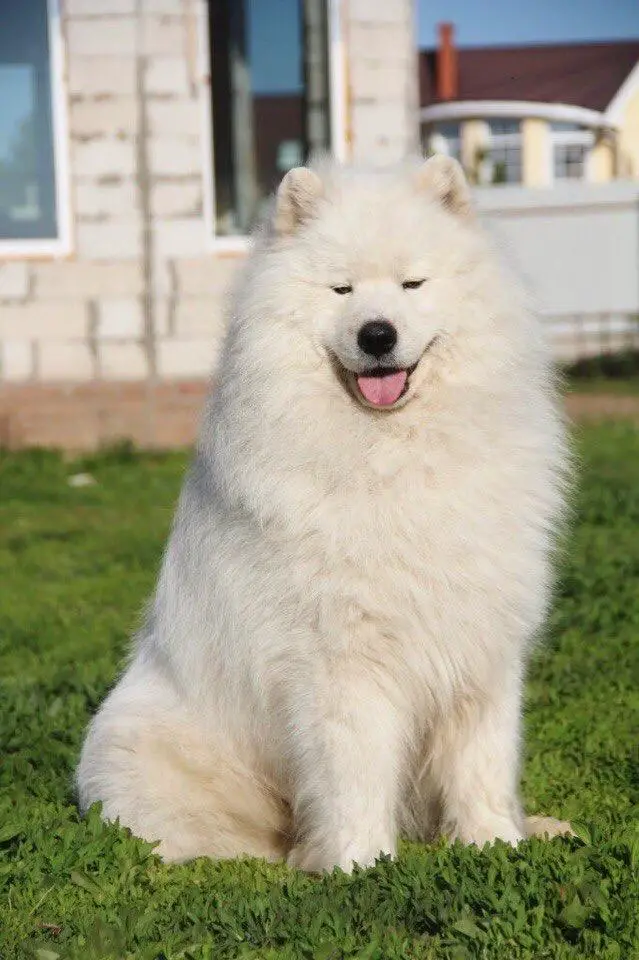 BELYI VOLK MISHKA