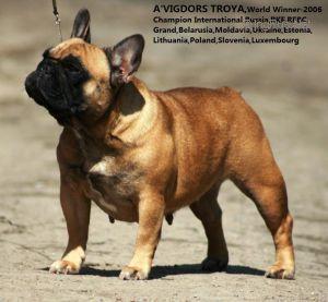 AVIGDORS TROYA