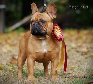 GOLD-SIERRA NORIS