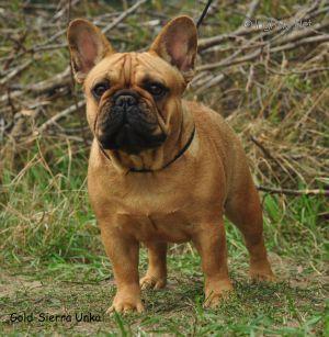GOLD-SIERRA UNKA