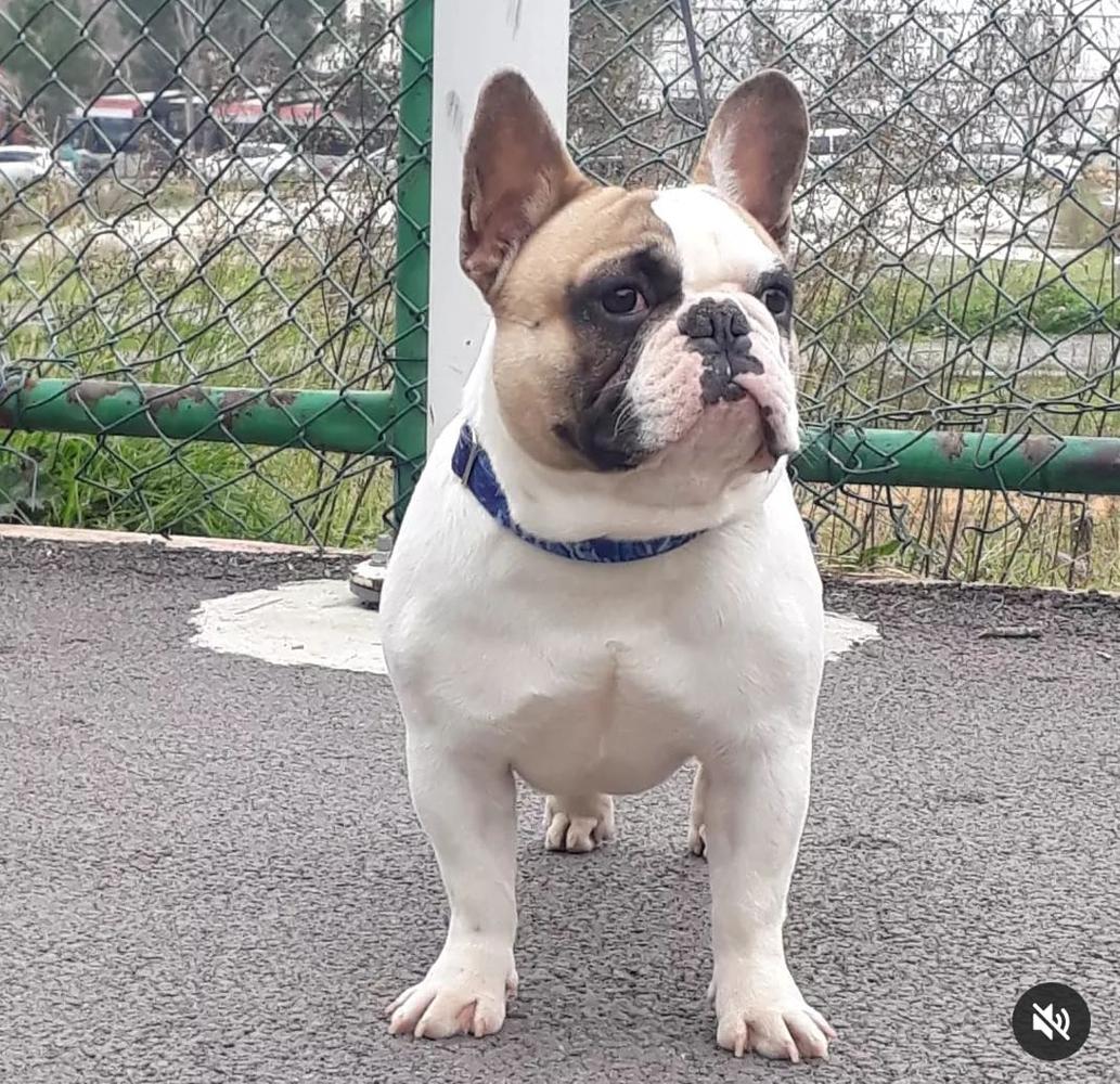 Alpin's BOSPHORUS BULLS MİNİON(Simon)