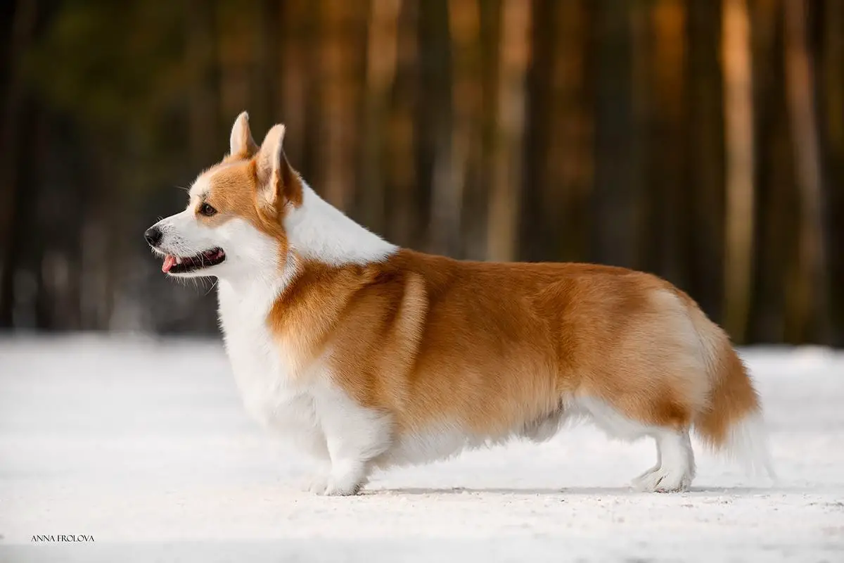 LUXBERRY NEVER GIVE UP