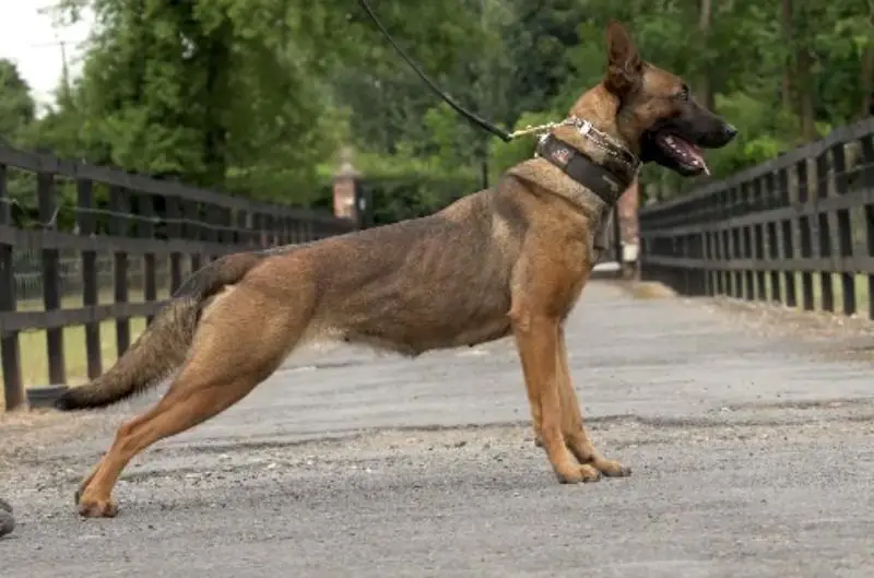 PawfectionK9 Maggie