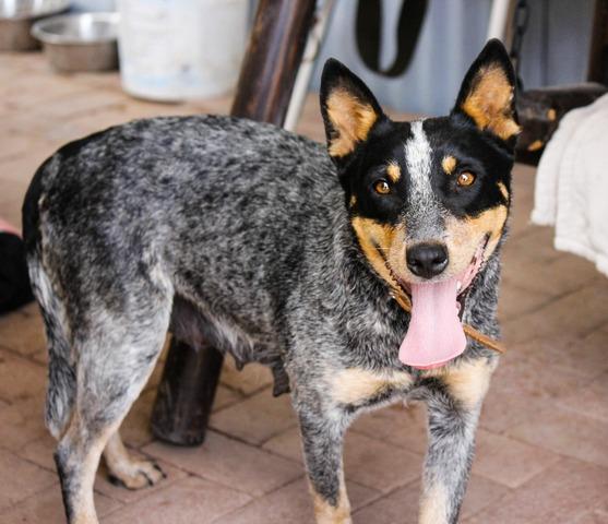 Cattle Dogs of Arizona's Sky