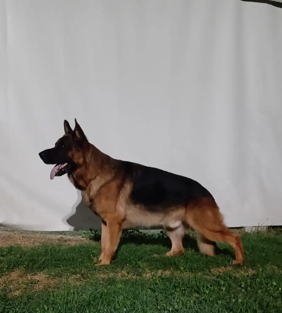 Thor di Casa Danieli