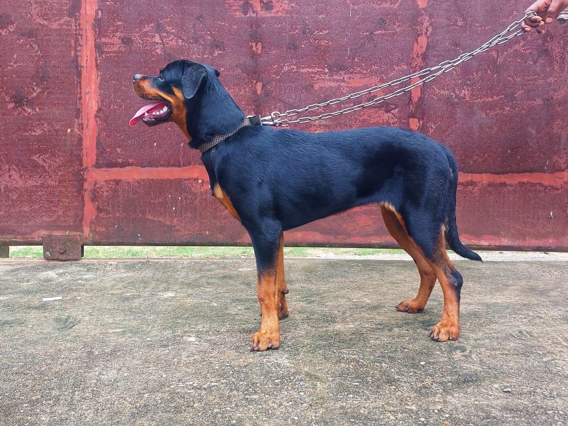 LIBRA KENNEL’S ARIANA