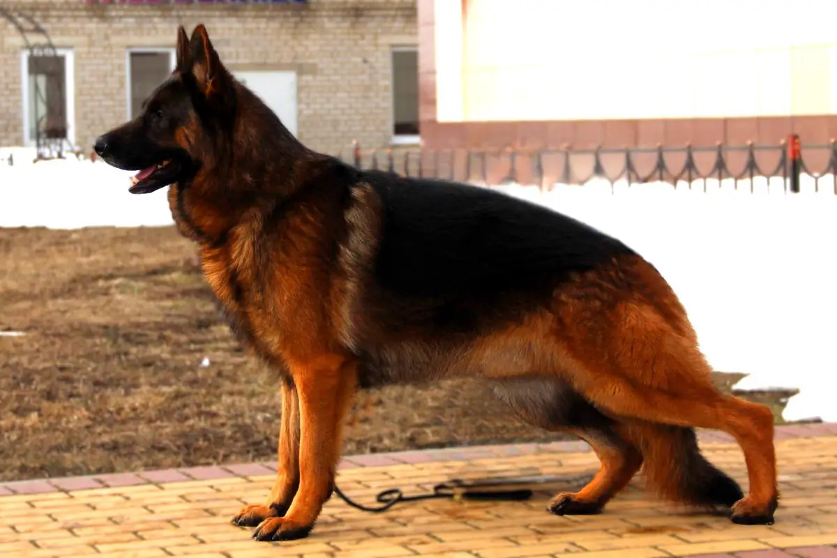 Zorkinhof Ramzes