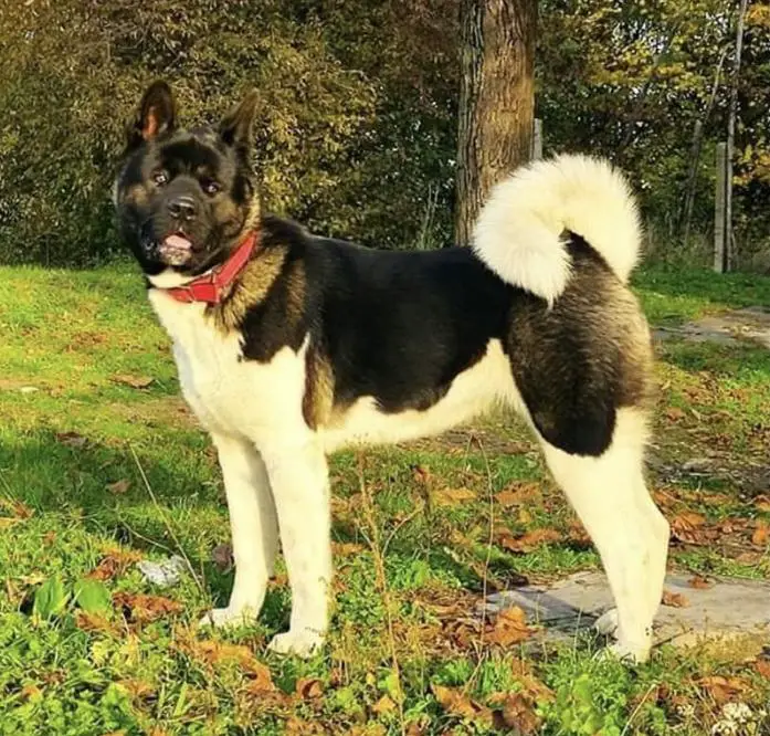 Mia
