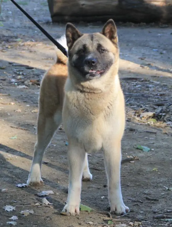 Dixie Moby Okros Velidan