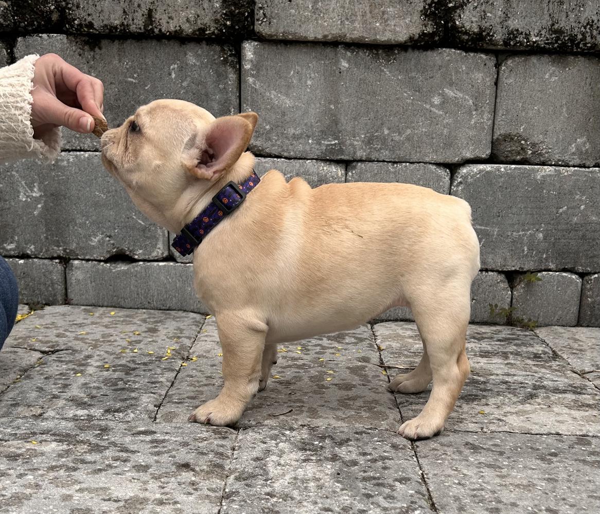 Roman De La Rose’s Call Me Daisy Mae