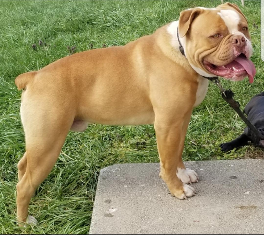 Buffalo creeks Simba