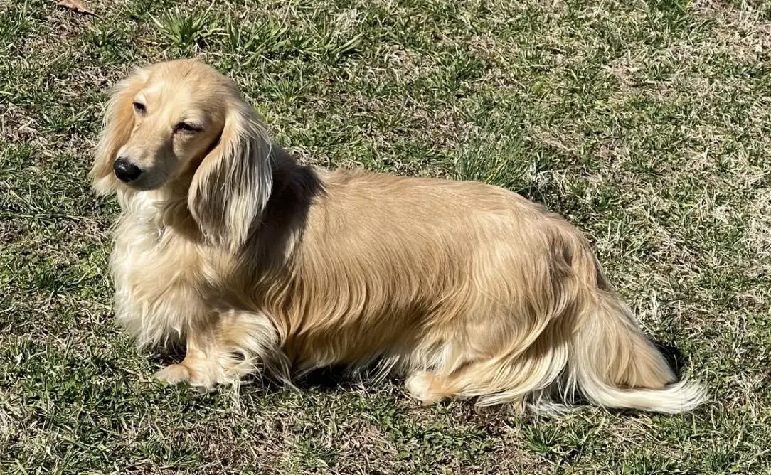 LITTLE FRAGGLE GRENDOX CASANOVA ML