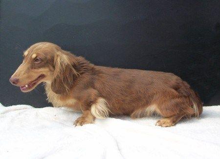 GINA'S LITTLE CHOCOLATE CHIP MIL