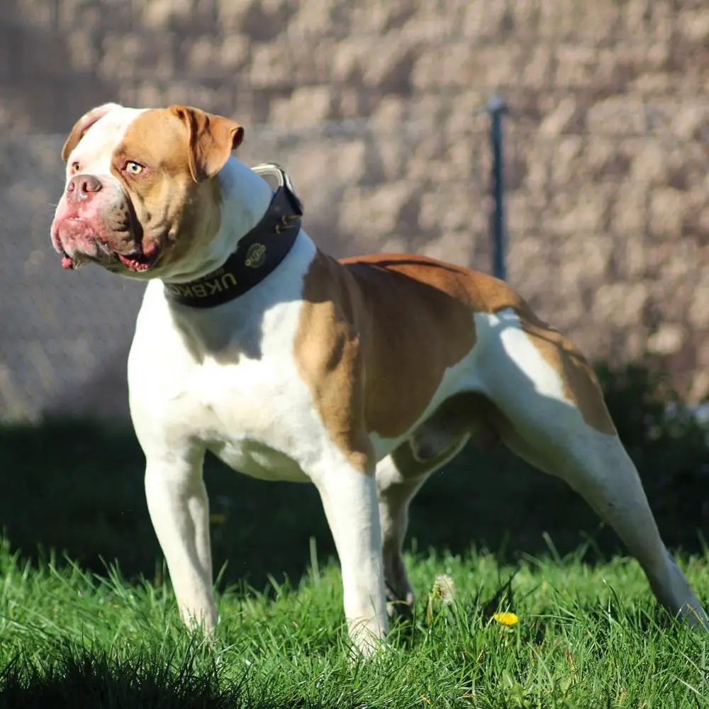 GADIRBULLS KODA
