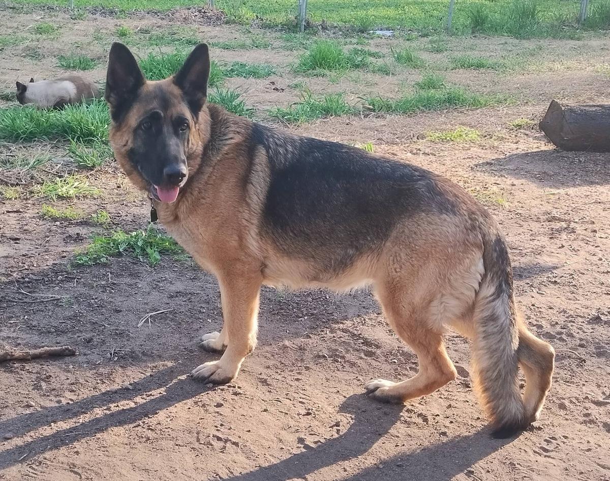 Kenlyn's Veronica V Reata