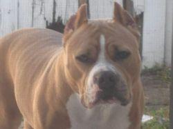 B'Aires A New Begining Sasha