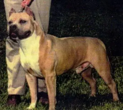 Sierra Percy Penny Packer APBT