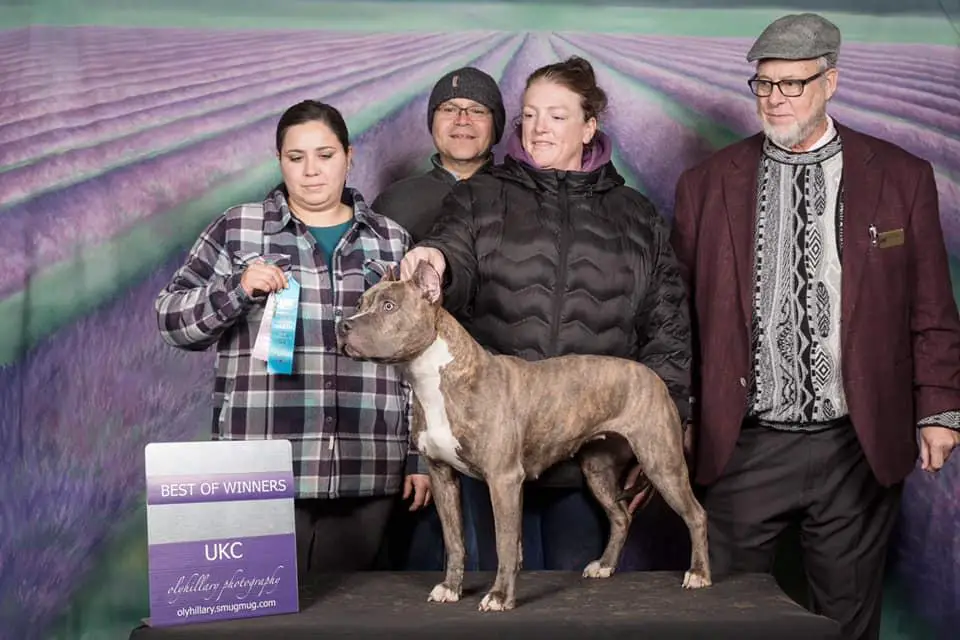 BARTIN'S BLUE BRINDLE TORNADO