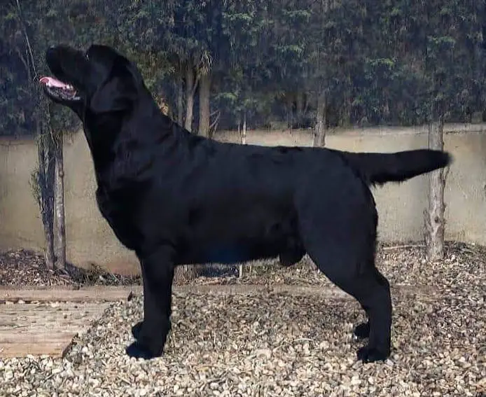 Perros de Sant Johns Black Republican