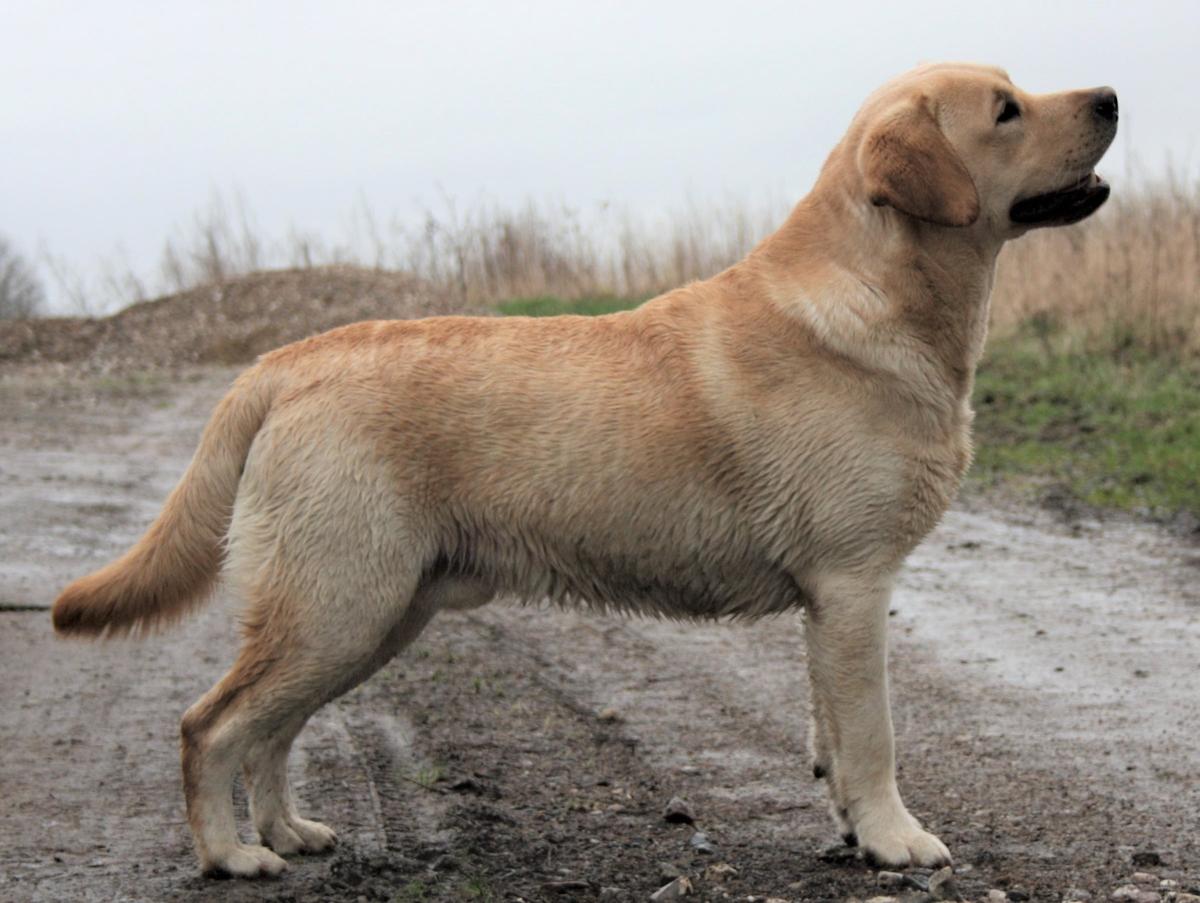 Lab Lodur's Sirius
