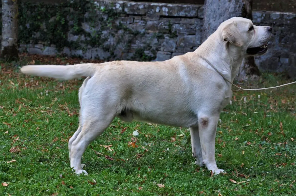 Occhi Dolci Cervantes