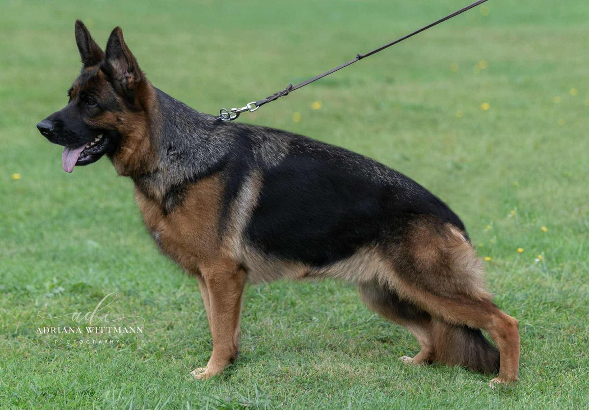 Dhalia Tim Dlha Roven