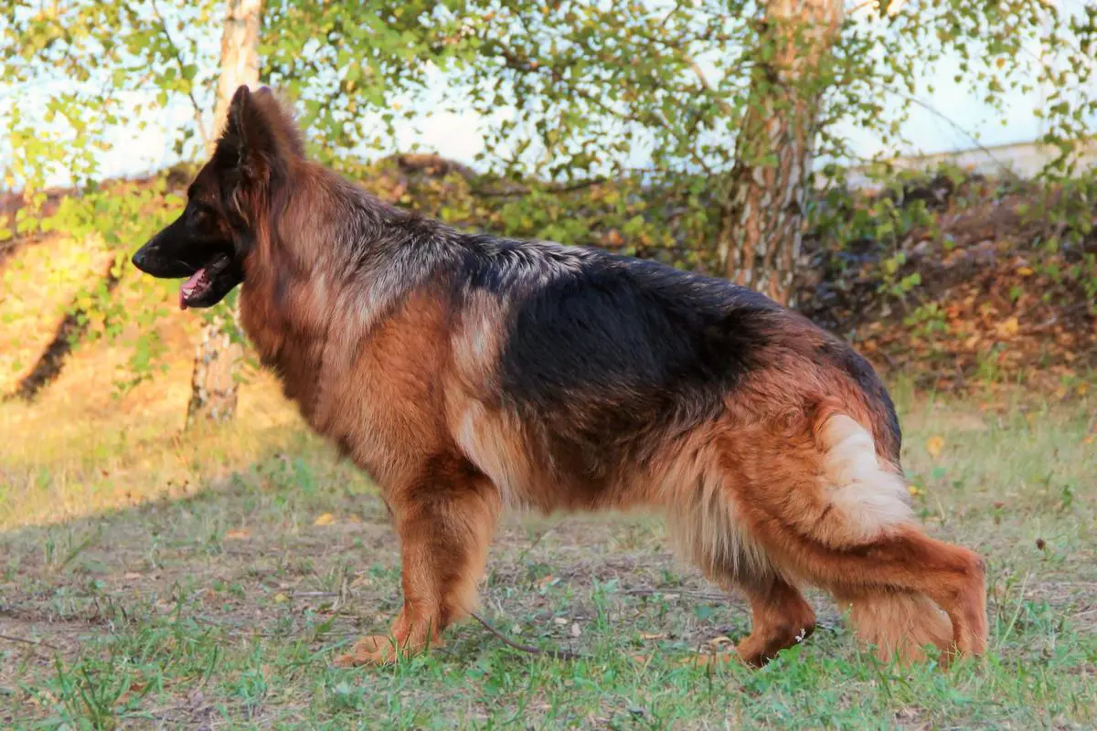 TUADASH OYTA