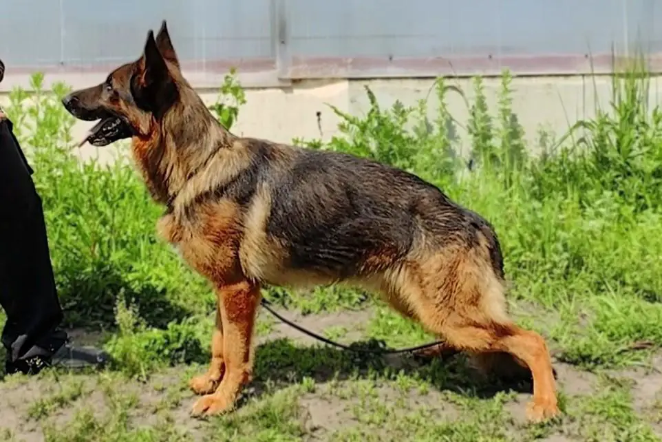 TUADASH ZOLOTOY