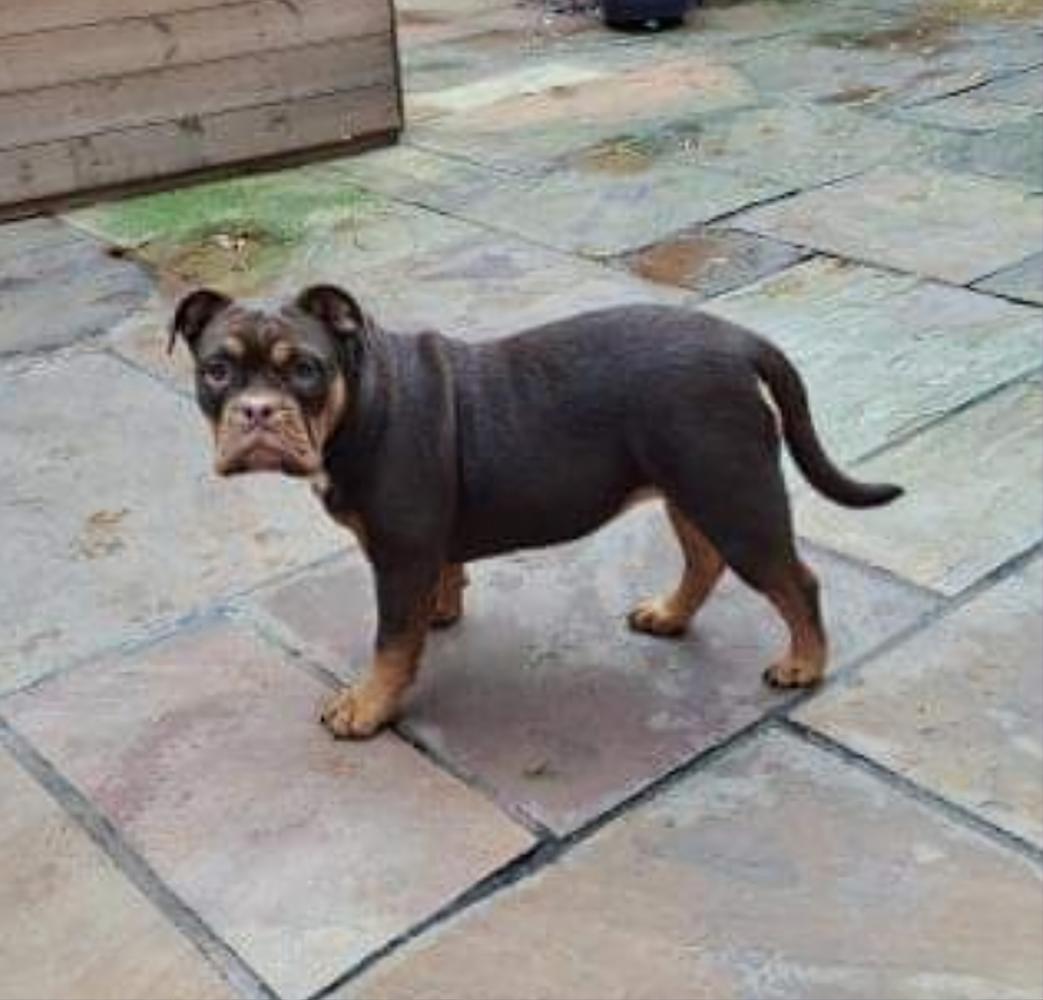 Ttofaz Bullyz Terra