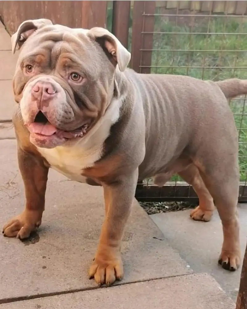 Bruntons Bullyz Bronson