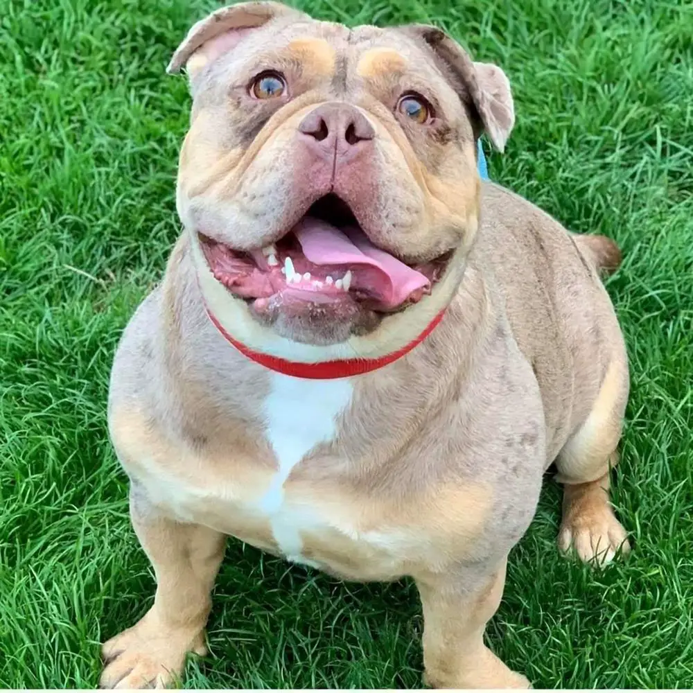Ttofaz Bullyz Winnie