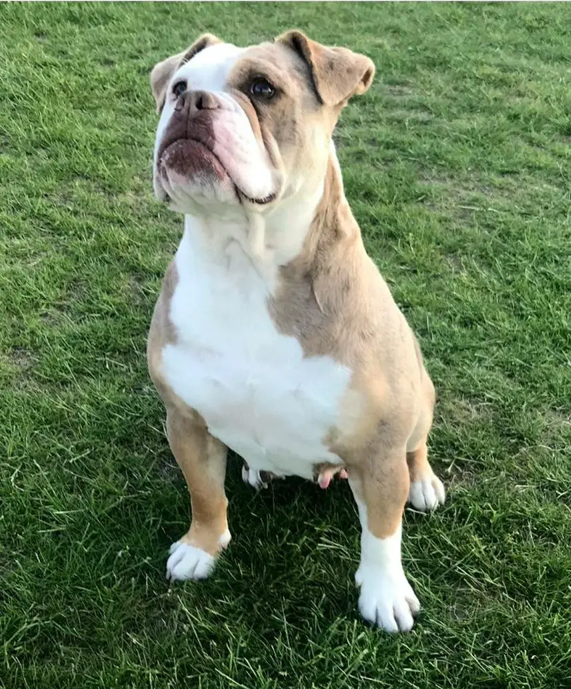 Bankz Bullyz Nelly @ Bale Bank Bulldogs