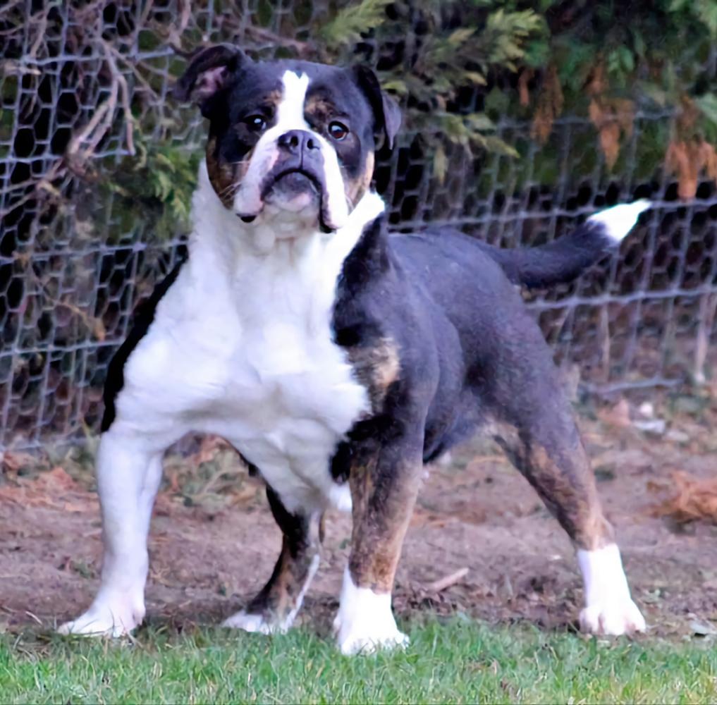 Bankz Bullyz Bailey