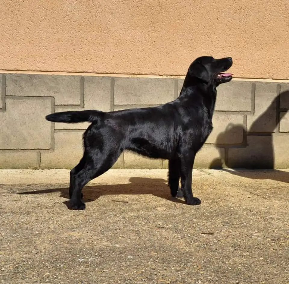 Fiora de Villa de Campos