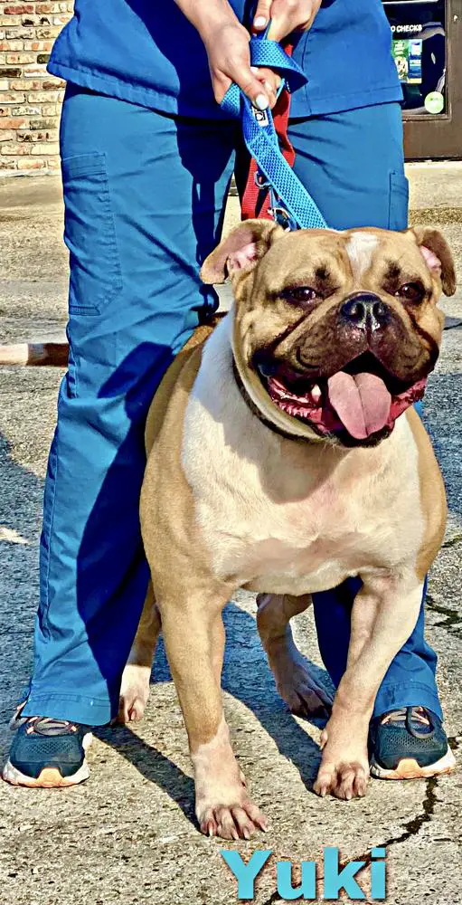 Paparazzi Kennels Yuki-Onna of Bmore