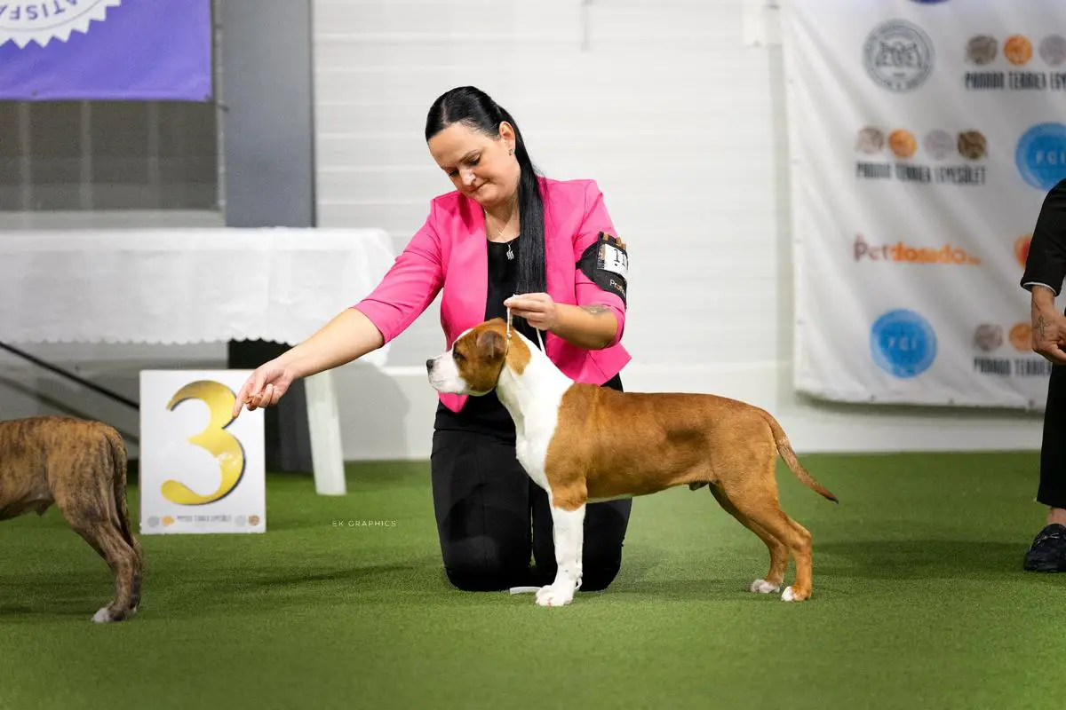 Bueno Bro Toothy Love