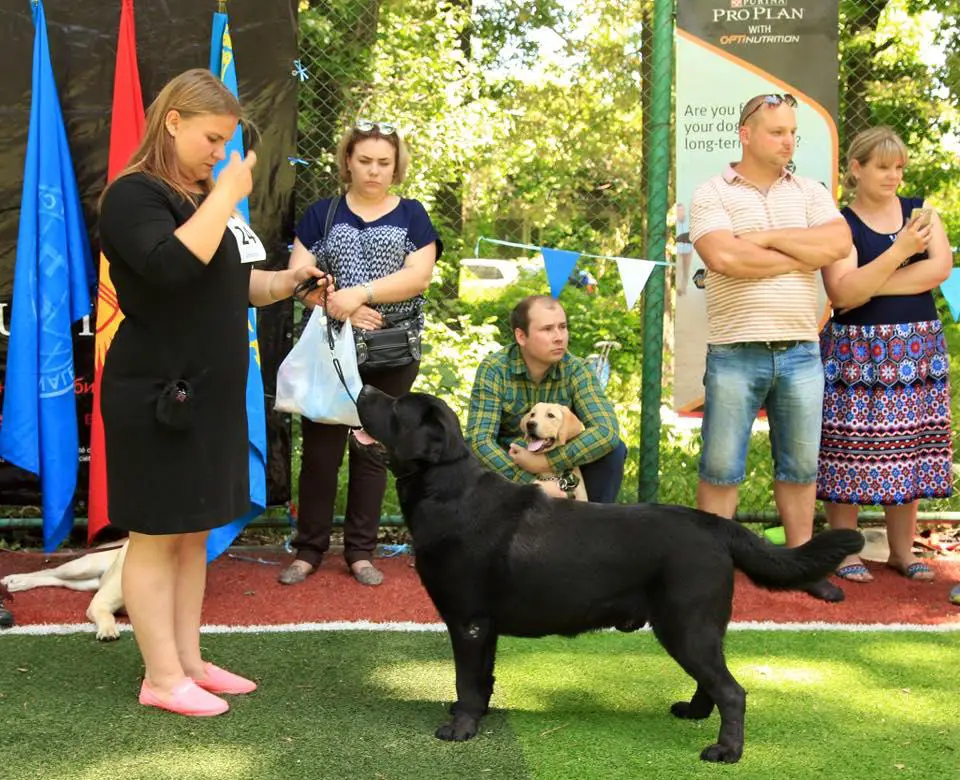 LAB MERRY TAIL ELVIS