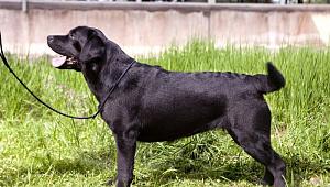 LAB'SPB PUGOVKA