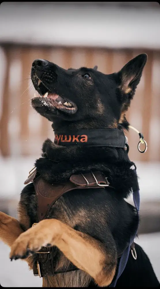 Buffalo de Gold Grand`Anna