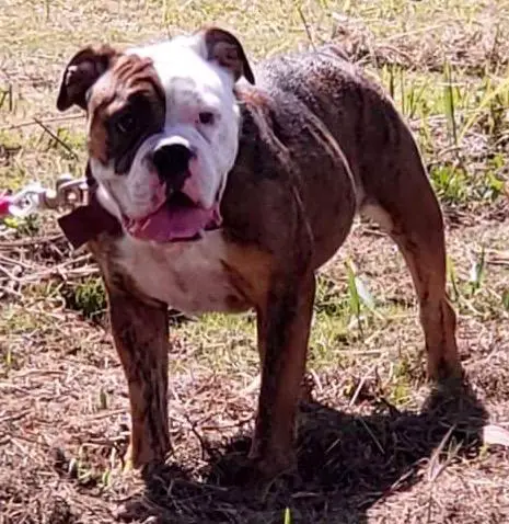 Nuyorican Bulldogges Koko