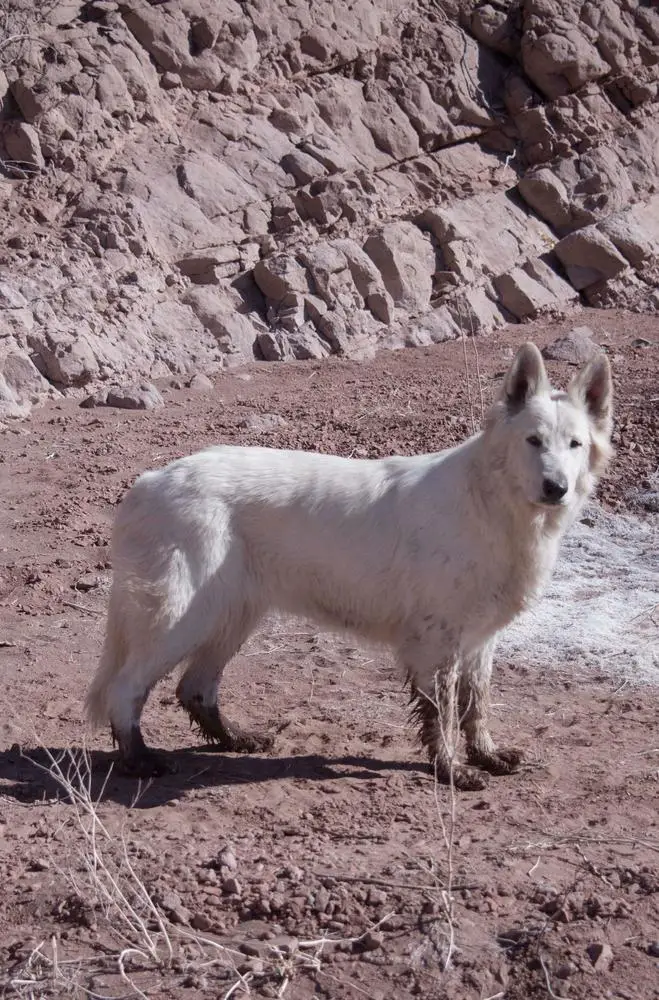 QIYANA MOUNTAIN WOLVES