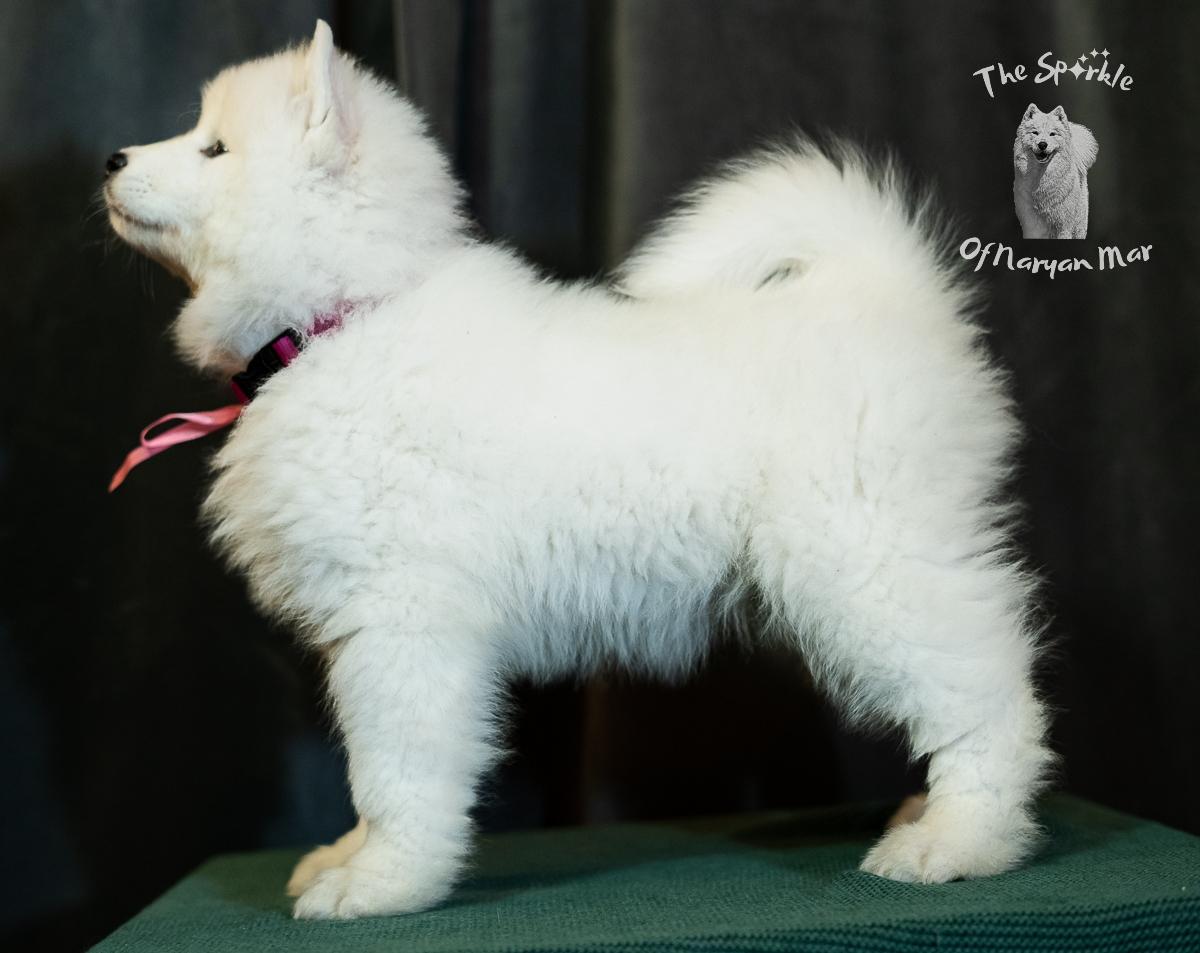 MISS MALIBU The Sparkle of Naryan Mar