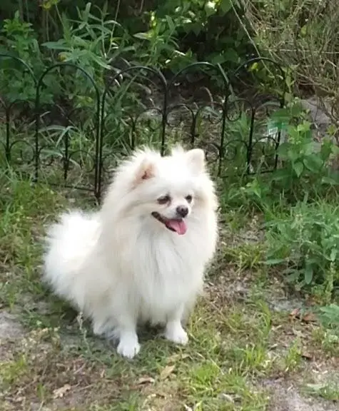 Miss Fancy Pants Frosty