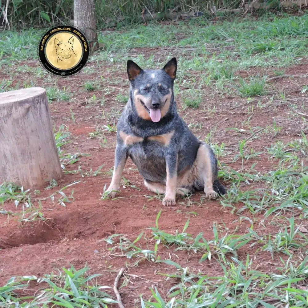 NALA OF HEELER'S SELIVON
